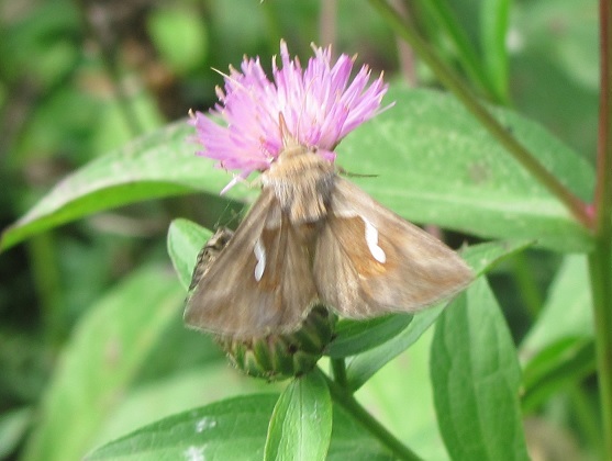 Macdunnoughia confusa (Noctuidae)